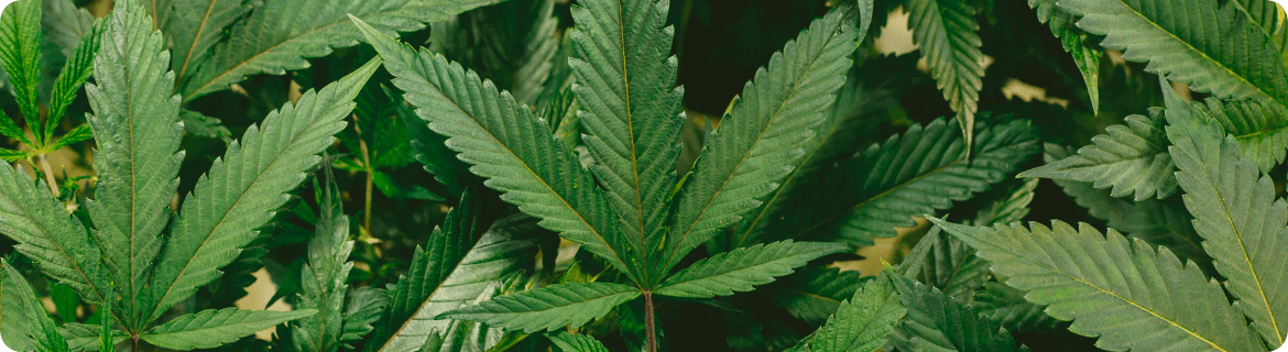 Cannabis